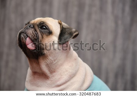 Close-up face of Cute pug puppy dog looking up with tongue lay down , head shot