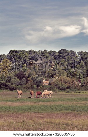 Horses Grazing on a Meadow in France, Vintage Style Toned Picture