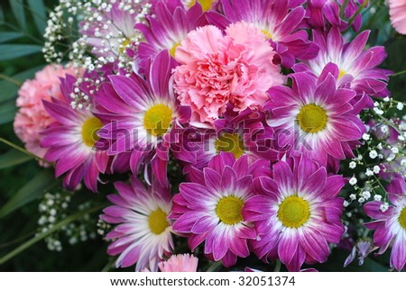 Pink daisies and carnation, flowers