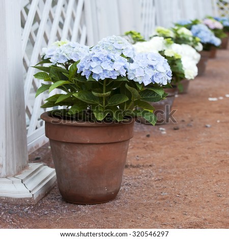 blue hydrangea in the pot at the white fence