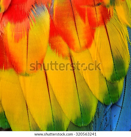 Close up of Scarlet Macaw feathers in sharp details in tri-colors of red yellow and blue background texture