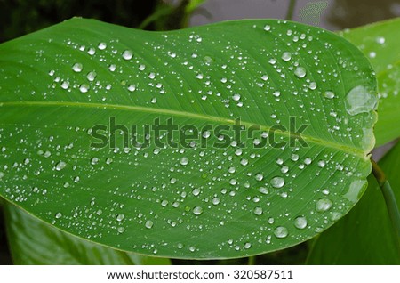 Water Bubbles On green Leaf