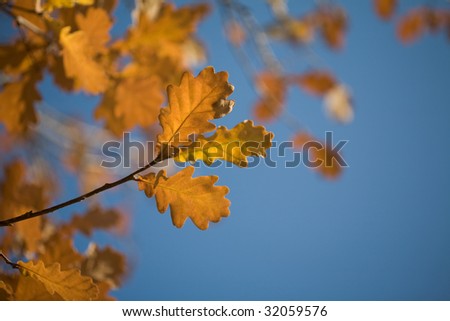 Image of oak branch with dry leaves against blue background