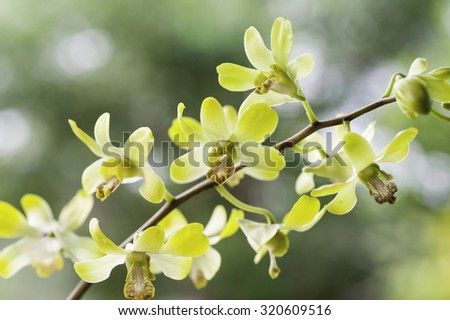 Soft image of yellow orchid with out focus background suitable for background and wall paper. Selective focus with shallow depth of field.