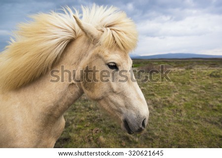 Icelandic horse on a natural background, Iceland.