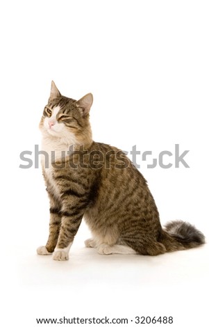 Cat on a white background