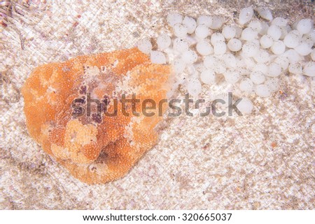 Sea Slug lay eggs