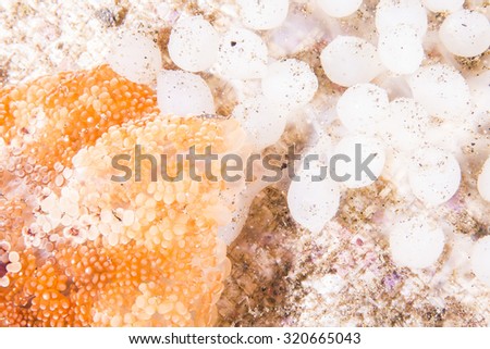 Sea Slug lay eggs