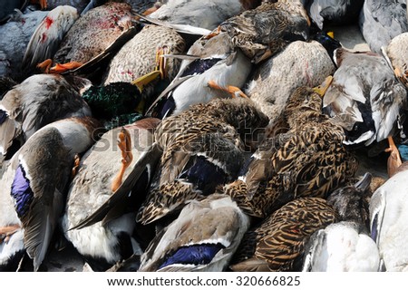 Dead ducks