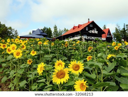 sunflower and red cottage