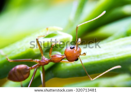 red fire ant worker on tree. focus at head. 