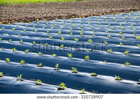 Vegetable plot in summer  Royalty-Free Stock Photo #320728907