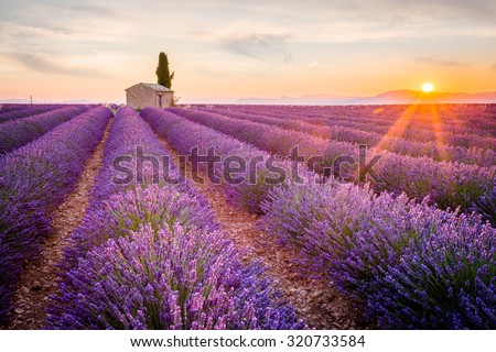 Provence, Lavender field at sunset, Valensole Plateau Royalty-Free Stock Photo #320733584