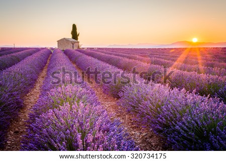 Provence, Lavender field at sunset, Valensole Plateau Royalty-Free Stock Photo #320734175