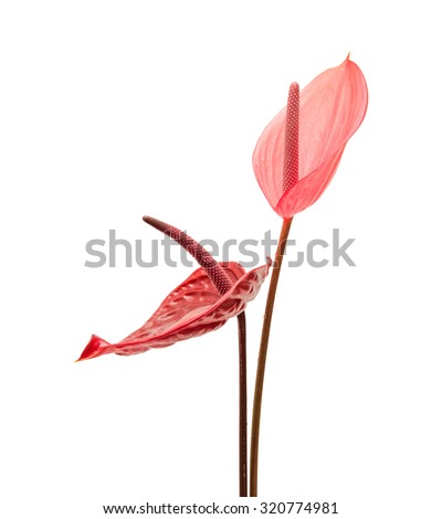 dark red and pink anthurium flowers  Royalty-Free Stock Photo #320774981