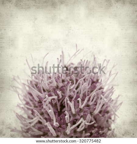 textured old paper background with magenta Liatris flower