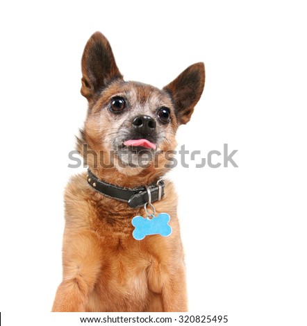 a cute chihuahua sticking his tongue out isolated on a white background 