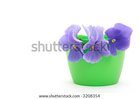 Three blue flowers in a vase