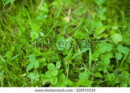 four-leaf clover in the grass (Shallow DOF)