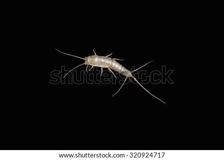 A macro shot of a lepisma on black background (also known as silverfish)