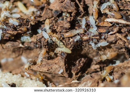 Worker and nasute termites on decomposing wood