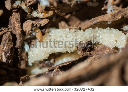 Worker termites and nasute on the decomposing wood.