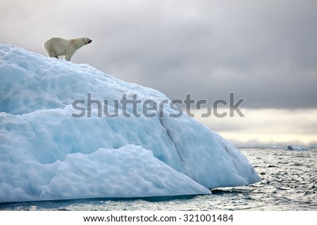 Polar bear on iceberg Royalty-Free Stock Photo #321001484