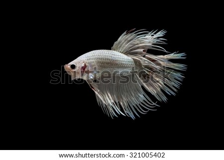  Red and whitebetta splendens (crowntail betta ) isolated on black background