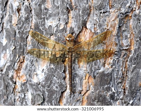 The large dragonfly Aescha grandis sitting on a tree trunk