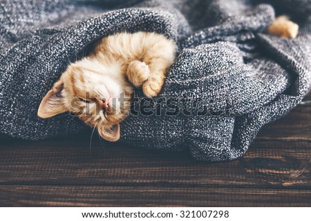 Cute little ginger kitten is sleeping in soft blanket on wooden floor Royalty-Free Stock Photo #321007298