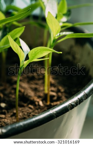 Green Sprout Growing From Seed On Dark Black Soil Background