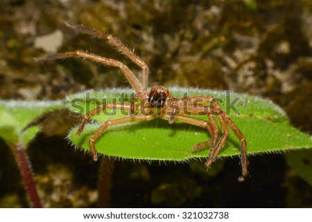 molting spider of Ant Mimic Spider in nature,macro view