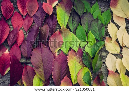 Autumn varicoloured foliage carpet