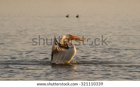 White Pelican (Pelecanus erythrorhynchos) making a splashdown landing in bay along Gulf of Mexico.  Nice setting sun light.
