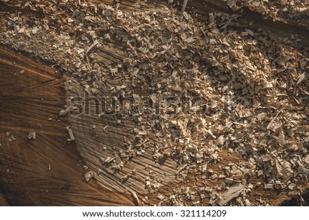 sawdust on a chopped tree 