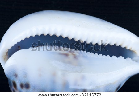 Picture of a sheel. OceanÂ´s live. Macro. Nice details