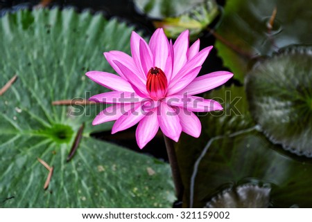 Water Lily Beautiful Flower ,natural background, soft focus