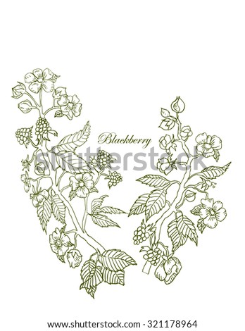 Blackberry bushes graphic Royalty-Free Stock Photo #321178964