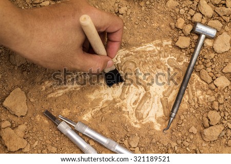 Skeleton and archaeological tools.Training for dig fossil.Simulated same as real digging. Royalty-Free Stock Photo #321189521