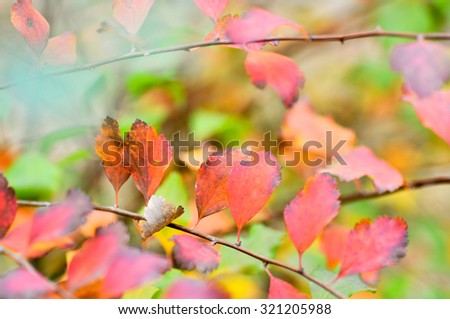 Autumn leaves in blurred background.