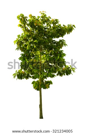 Old high tree isolated white background.