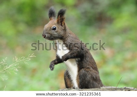 Dark brown squirrel. Squirrel gnaws walnut. Squirrel - a rodent of the squirrel family. 