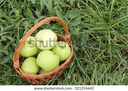 The apples lying in a wattled basket  in a garden against a green grass