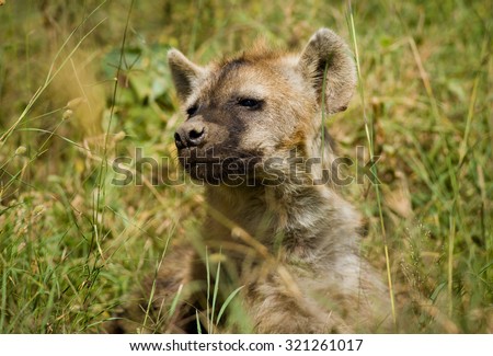 Small hyena