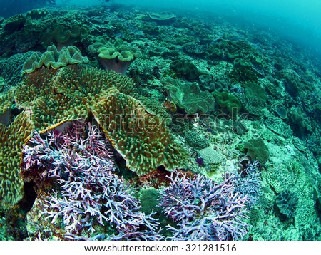 Tropical coral reef with fish  in Bali, Indonesia
