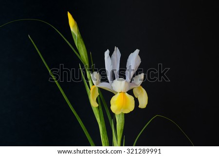 An unusual white and yellow iris on a horizontal black background. The extra bud, strong lines and bold colors make this a lovely photo.