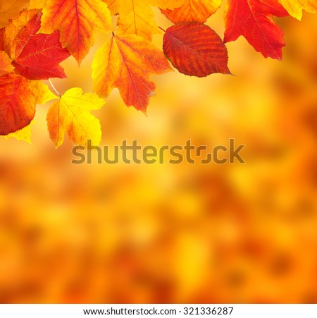 Fall, autumn, leaves background. A tree branch with autumn leaves on a blurred background