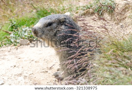 Grey alpine marmot