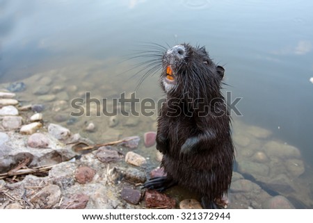 muskrat on the waterfront