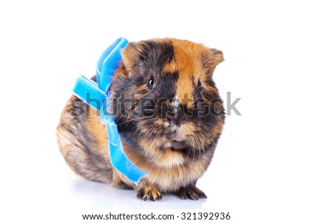 guinea pig with a blue bow
